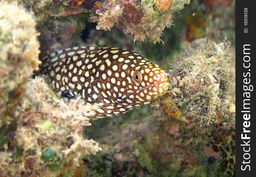 Whitemouth Moray Eel hides in the coral reef