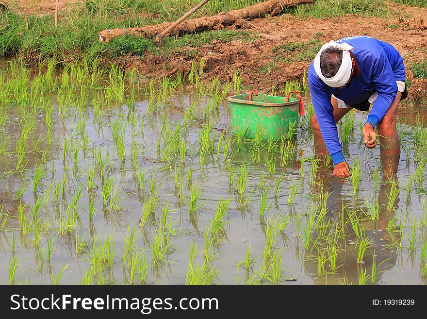 Image of the famer working in the paddyfield . Image of the famer working in the paddyfield .