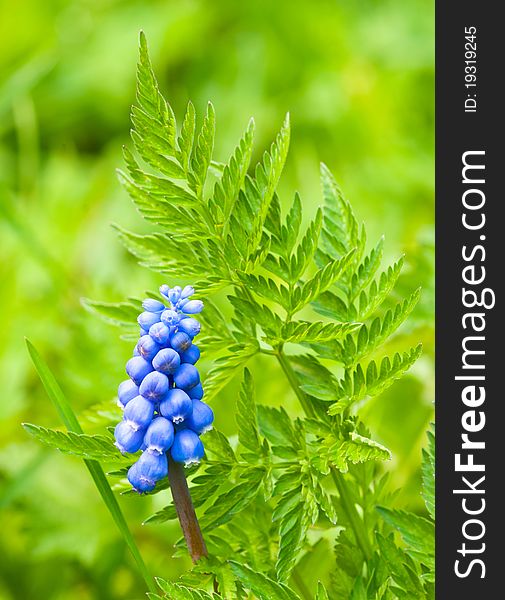 A blue hyacinth on green background. A blue hyacinth on green background