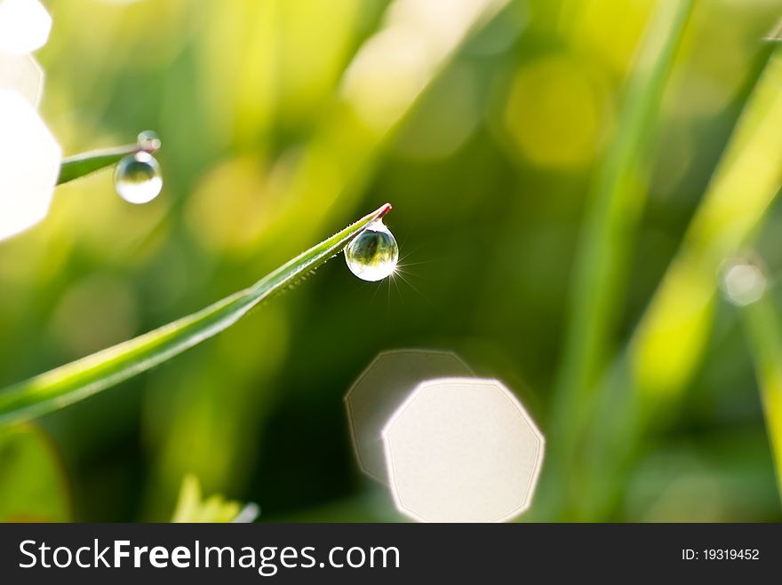 A drop on the grass