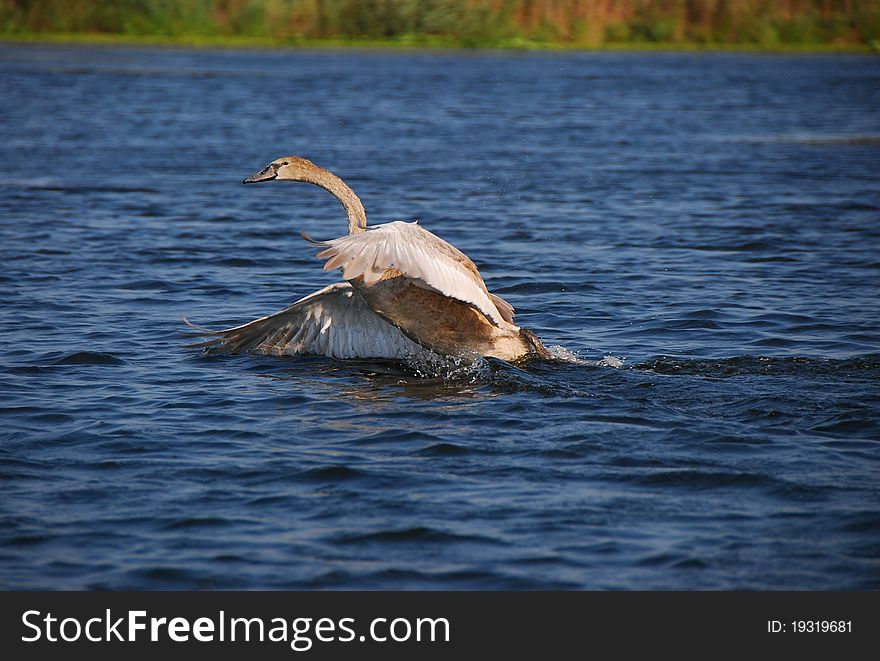 A little swan preparing to fly - Danube Delta, Romania