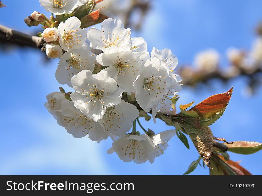 Spring cherry three flowers on a clear blue sky. Spring cherry three flowers on a clear blue sky.