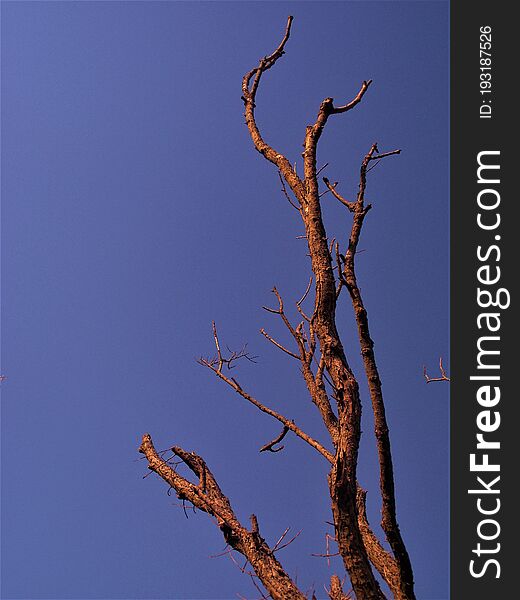 One tree without leafs. Blue sky. One tree without leafs. Blue sky.