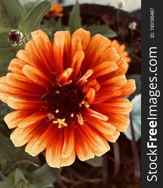 Big bright orange flower, farmstand
this was at a local farm area.. with animals and vegetables and pick your own. Big bright orange flower, farmstand
this was at a local farm area.. with animals and vegetables and pick your own