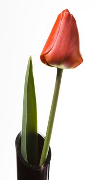 Red Tulip Stock Images Red Tulip Stock Images