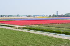 Beautiful Flowers On A Farm Royalty Free Stock Photography Beautiful Flowers On A Farm Royalty Free Stock Photography