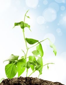 Sprout Royalty Free Stock Photography Sprout Royalty Free Stock Photography