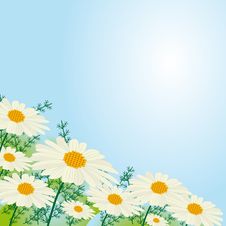 Chamomile Flowers Royalty Free Stock Photos Chamomile Flowers Royalty Free Stock Photos