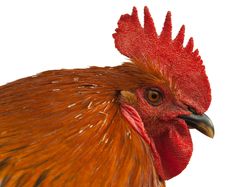 Red Rooster. Stock Image Red Rooster. Stock Image