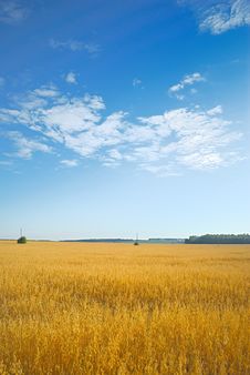 Barley Field. Stock Photography Barley Field. Stock Photography