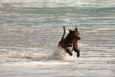 Dog Playing In The Ocean Stock Image