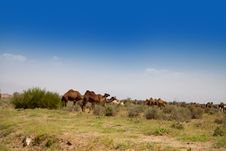 Herd Of Camels On The Meadow Royalty Free Stock Photos