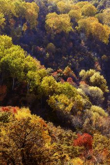 Beautiful Forest Aerial View Stock Image