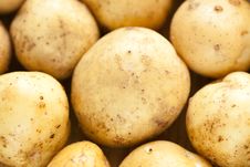 Fresh Potatoes Royalty Free Stock Photography Fresh Potatoes Royalty Free Stock Photography