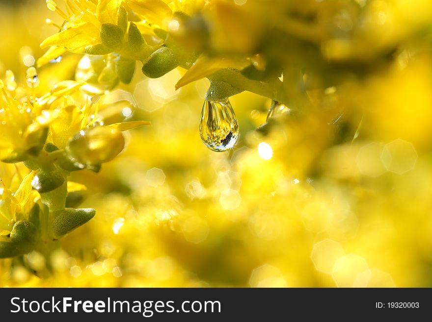 Water drop on yellow flower