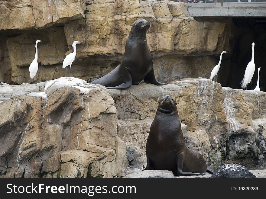 Two sea lions posing on a rock