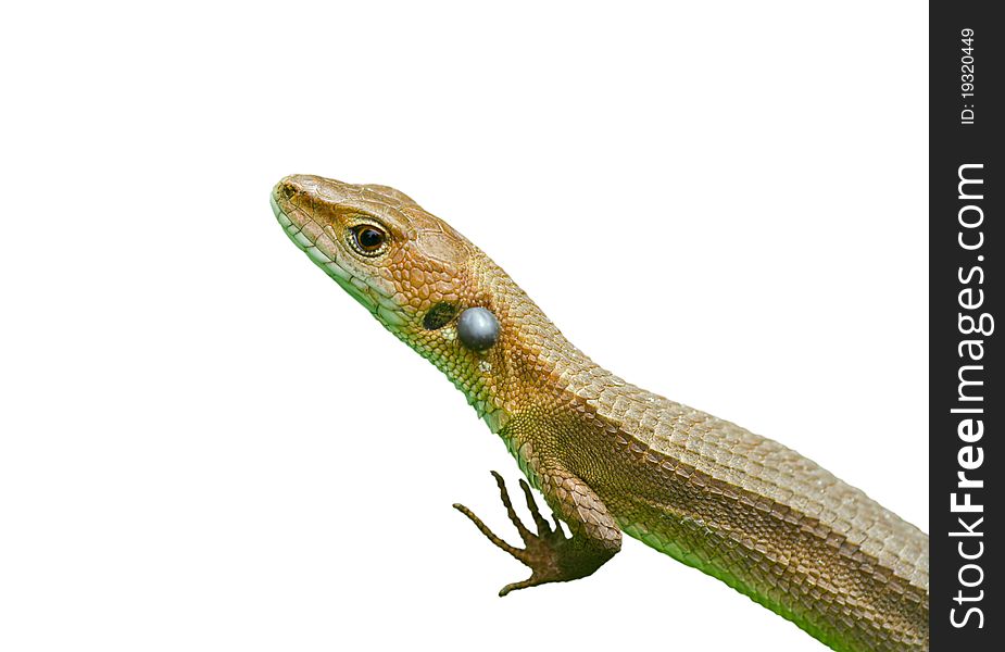 A close up of the small lizard (Tachydromus amurensis). Isolated on white. A close up of the small lizard (Tachydromus amurensis). Isolated on white.