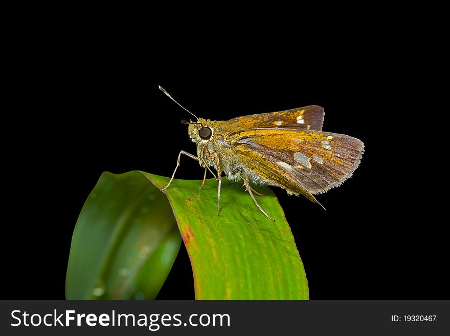 A close up of the small butterfly (Augeades) on grass-blade. Isolated on black. A close up of the small butterfly (Augeades) on grass-blade. Isolated on black.