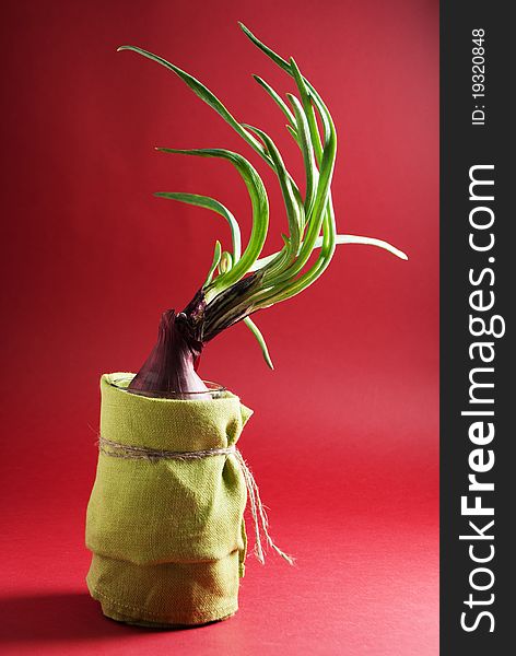 Onion with green leaves  in decorated glass on red background. Onion with green leaves  in decorated glass on red background