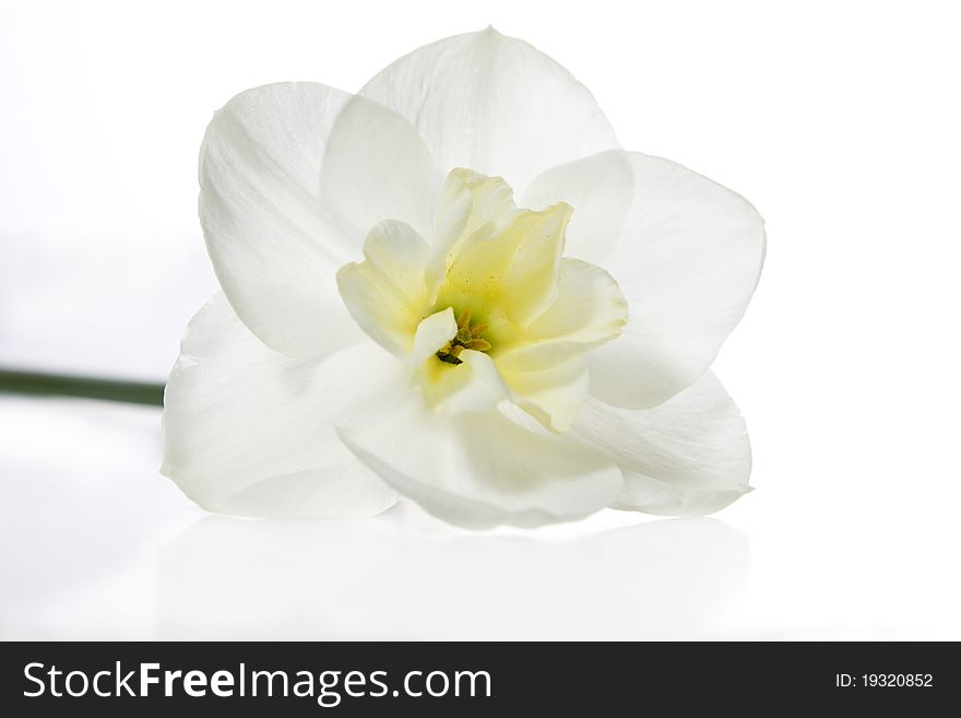 White daffodil isolated on white background