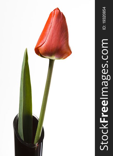 Red tulip in wase isolated on white