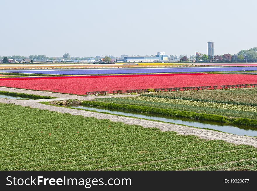 Beautiful Flowers On A Farm