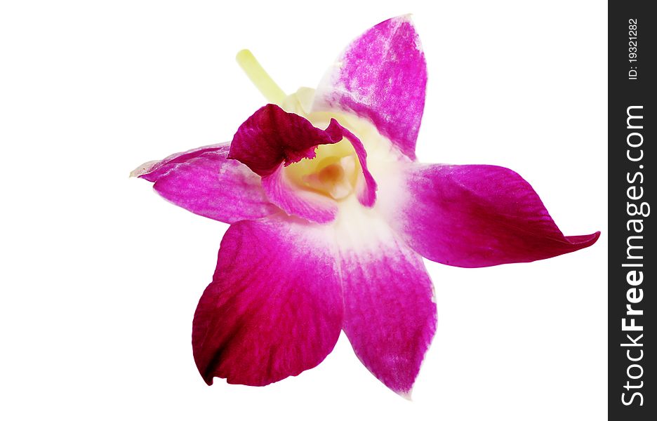 Violet orchid blossom close-up isolated on white background