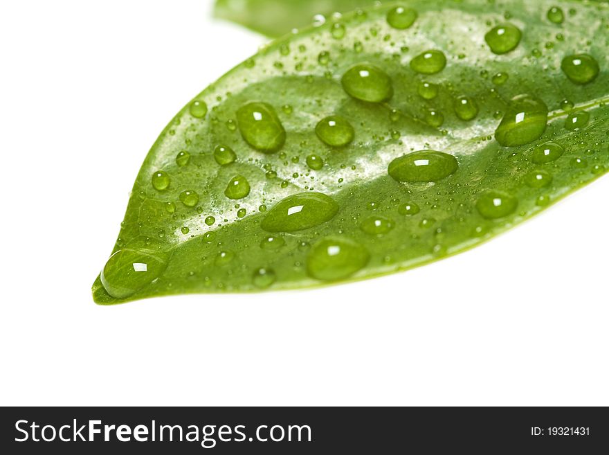 Green leaf with water drops isolated over white