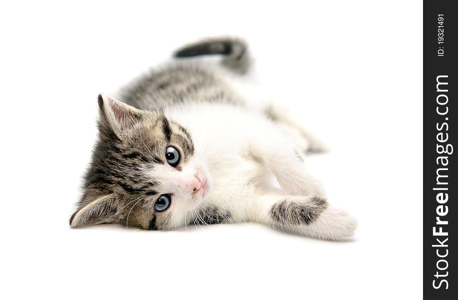 Young cat isolated on white background. Young cat isolated on white background