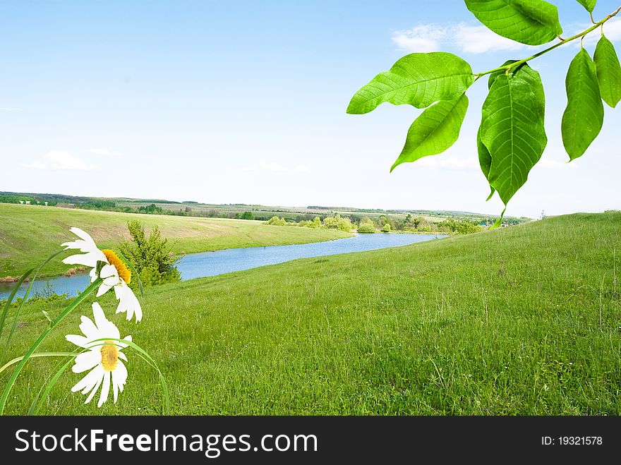 Flowers daisywheel with green branch on background river and meadows