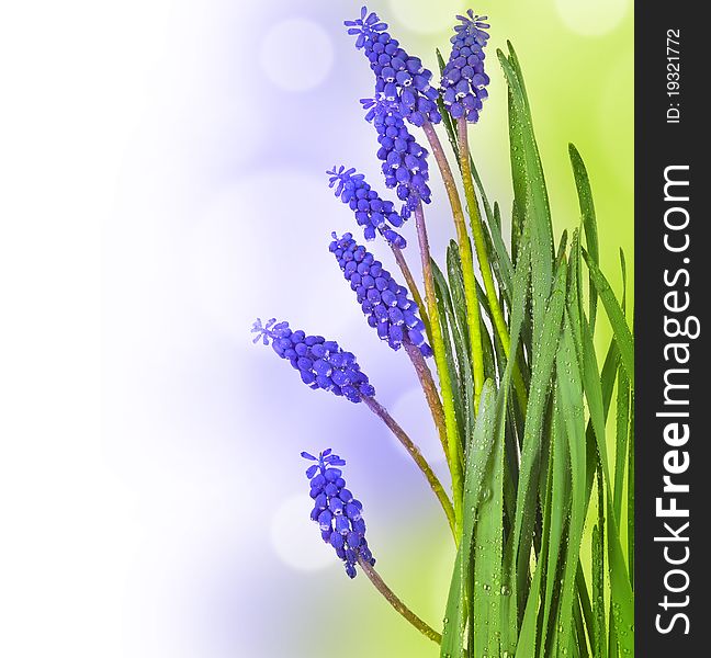 Grape hyacinths with dew drops on colored background. Grape hyacinths with dew drops on colored background