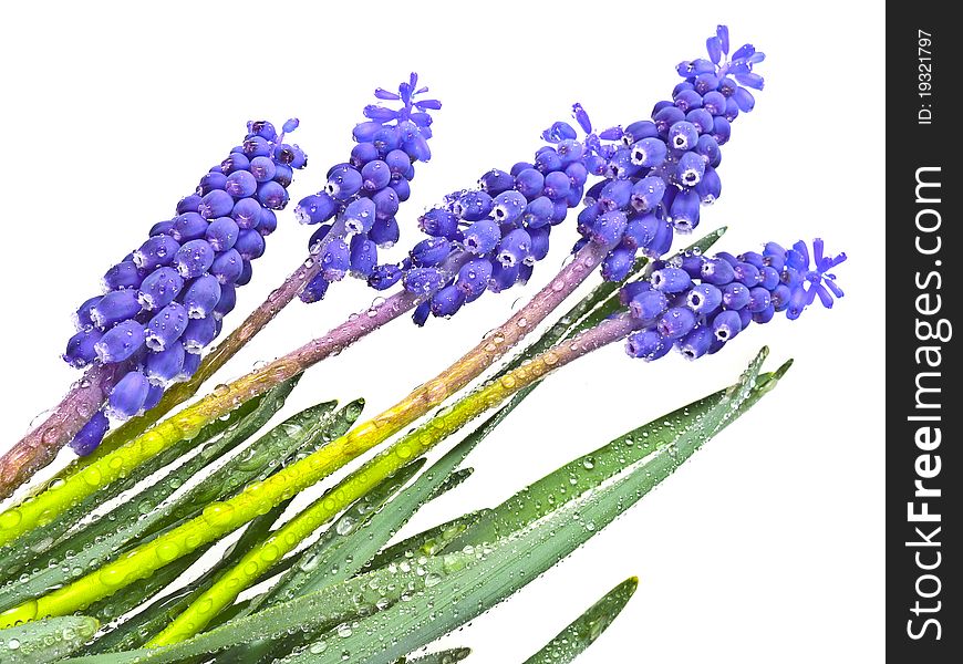 Grape hyacinths with dew drops