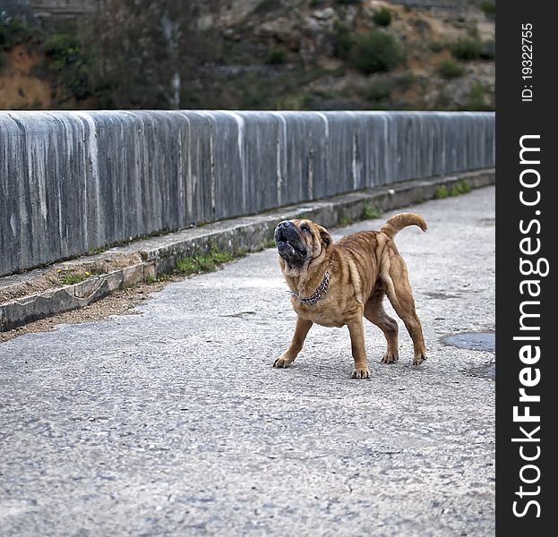 Sharpei dog type in attack position. Sharpei dog type in attack position.