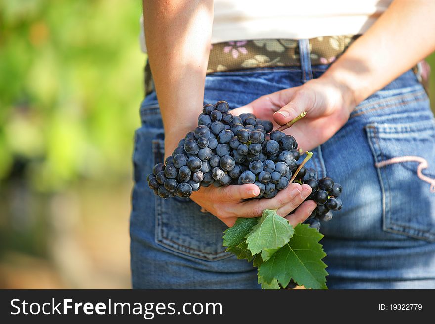 Woman with bunch of grapes in the hands. Woman with bunch of grapes in the hands