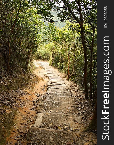 A long mountain path with trees lined on both sides.