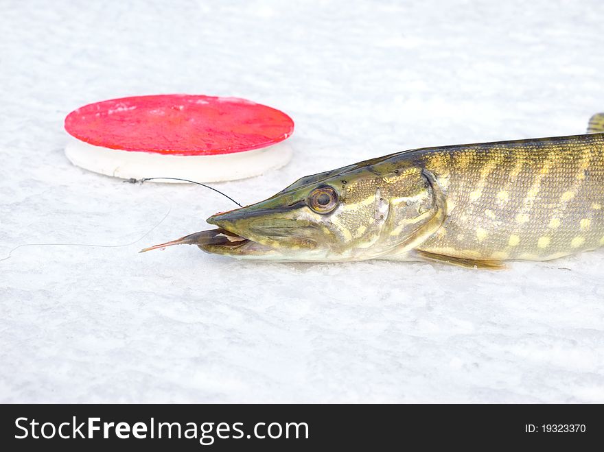 Pike on the ice with fish in jaws
