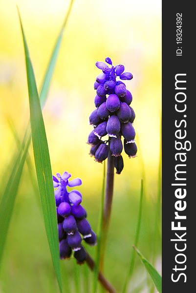 Muscari neglectum flowers close up. Muscari neglectum flowers close up