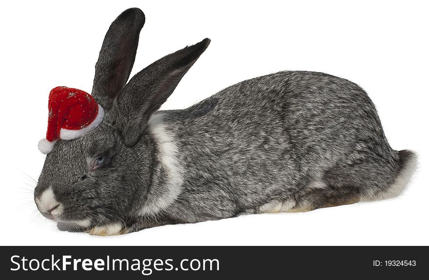 Cute rabbit with santa hat.