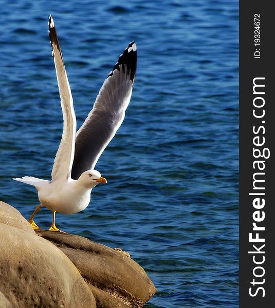 Seagull starting his flight after a short rest. Seagull starting his flight after a short rest