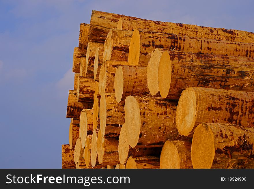 Peeled logs after treatment in a sawmill. Peeled logs after treatment in a sawmill