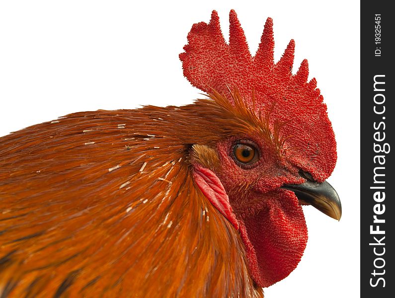 Isolated image of a red rooster.