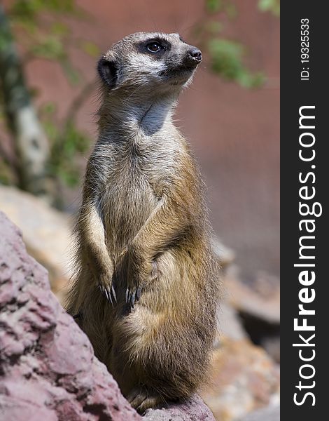 Meerkat (Suricata Suricatta)