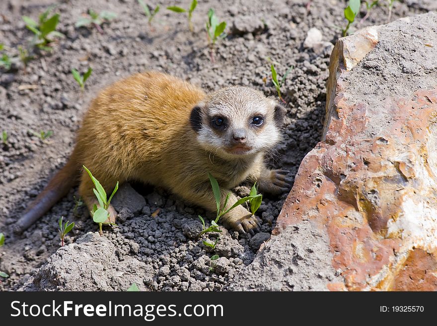 A some weeks old baby meerkat. A some weeks old baby meerkat