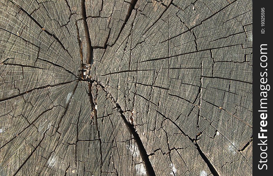 Texture of old wood stump with cracked circles. Texture of old wood stump with cracked circles