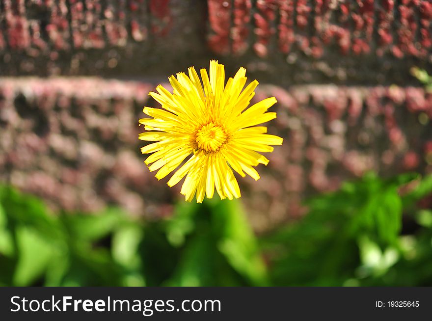 A single yellow daisy by a brick wall. A single yellow daisy by a brick wall