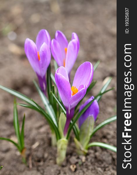 The first spring flowers are Violett crocus. Beautiful crocus in spring time