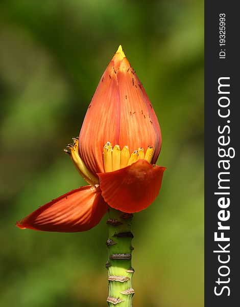 A banana flower covered with ants. A banana flower covered with ants