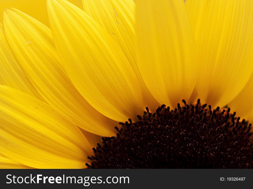 Sunflower photographed with natural light in close