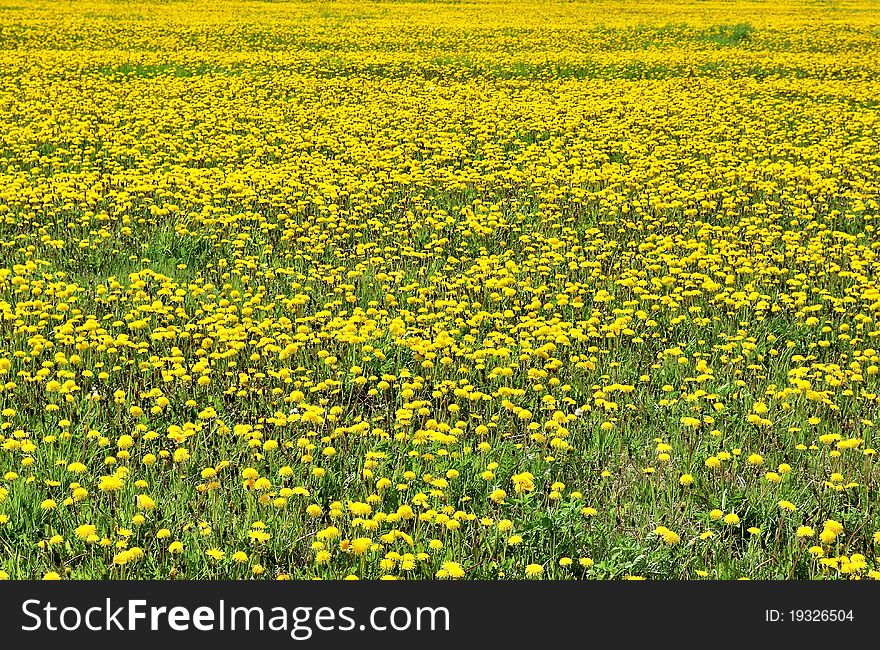 The field of dandelions. Yellow dandelions.