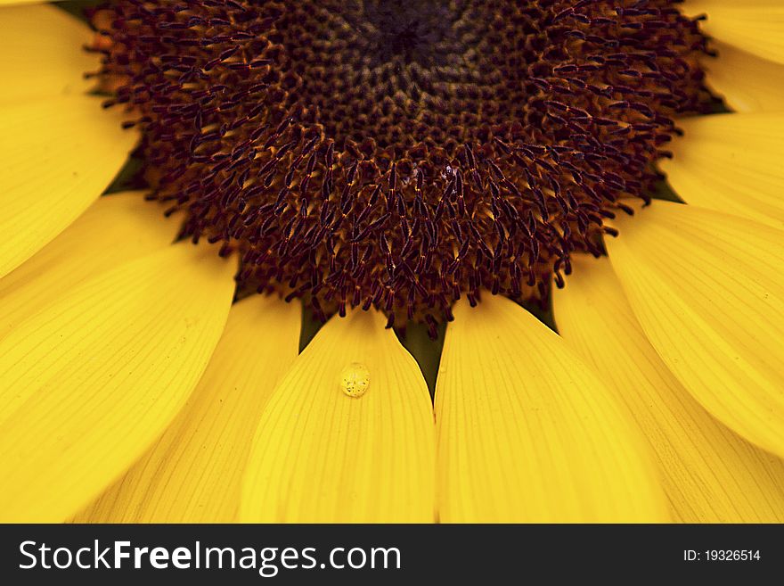 Sunflower closeup photographed outdoors in their natural environment